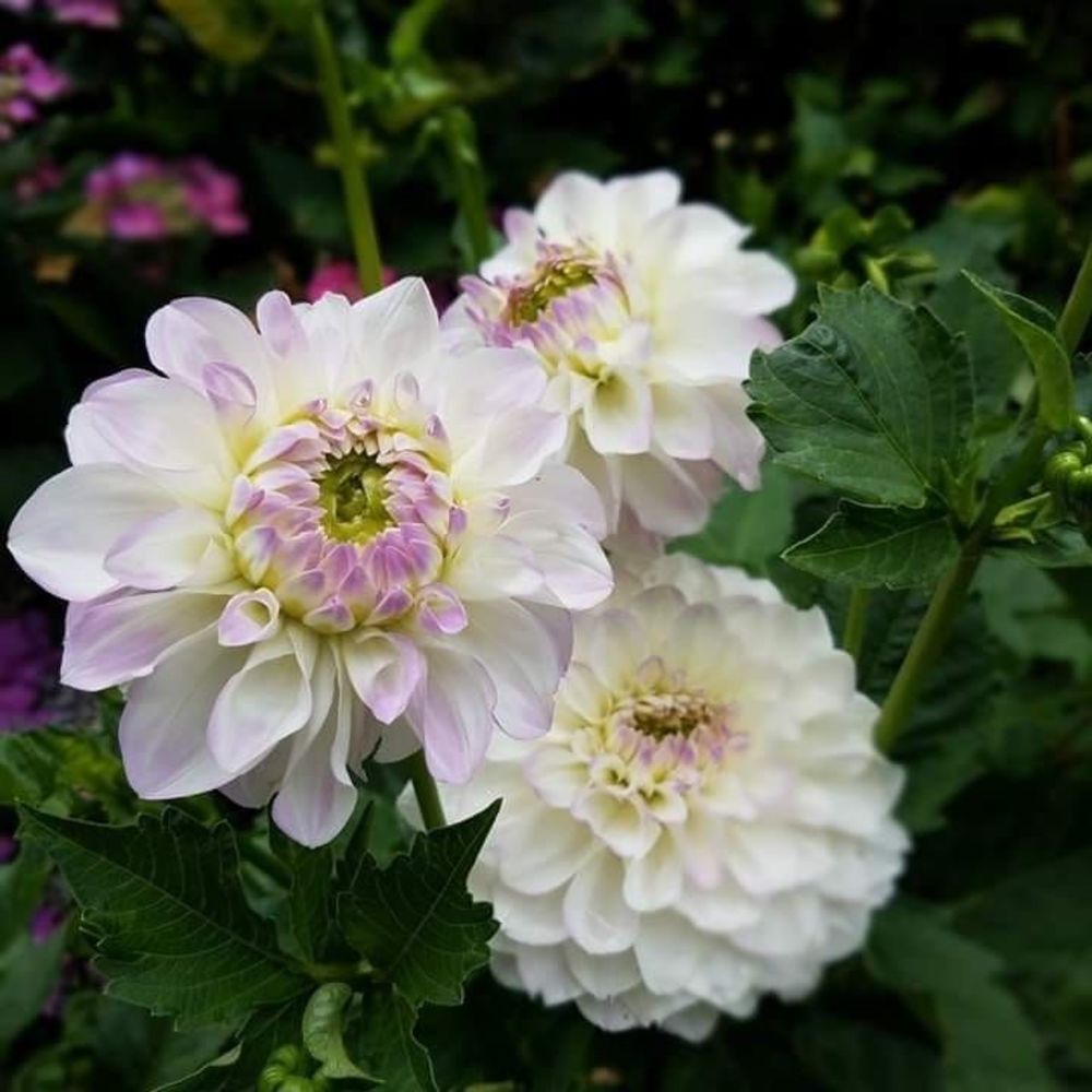 Meet your Posher, Shannon